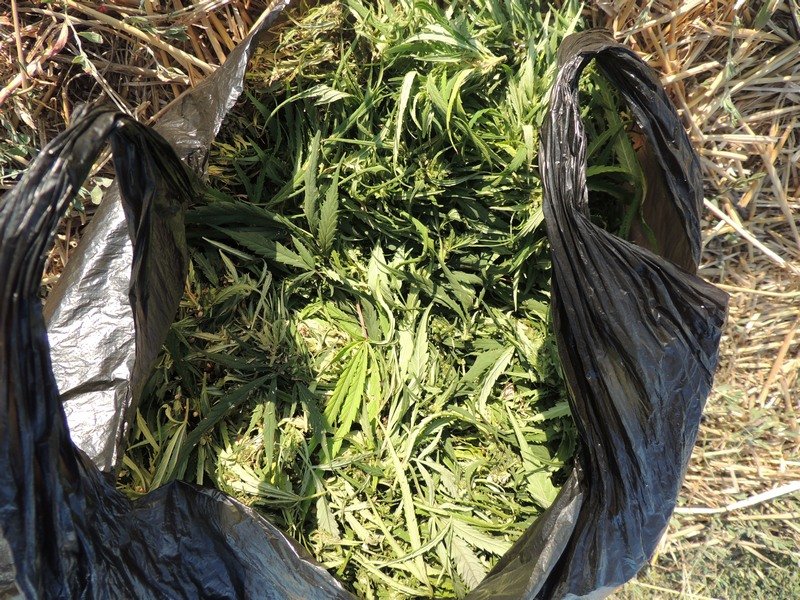 В Кировском городском округе полицейскими выявлен факт незаконного хранения наркосодержащего растения
